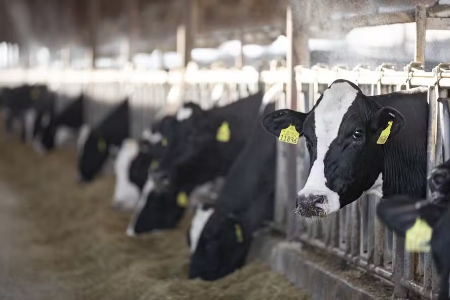 Leite brasileiro tem menor pegada de carbono, aponta pesquisa