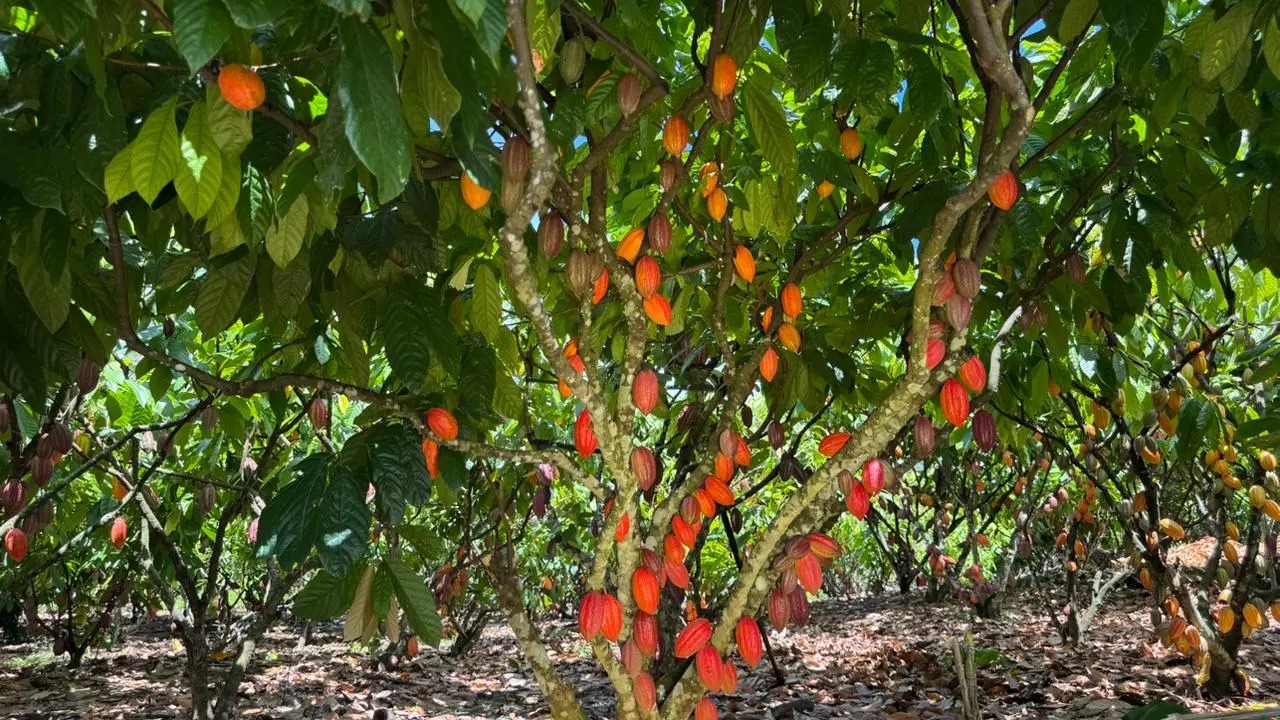 Cacau de Rondônia terá reunião setorial na capital