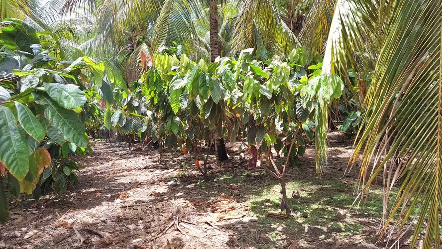 Brasil apresenta estudo que reforça cacau agroflorestal europeu
