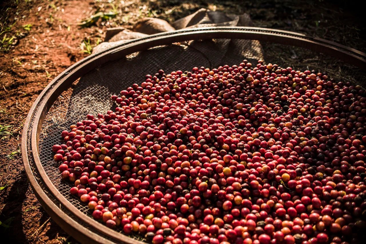 Compradores sustentam alta do café no mercado