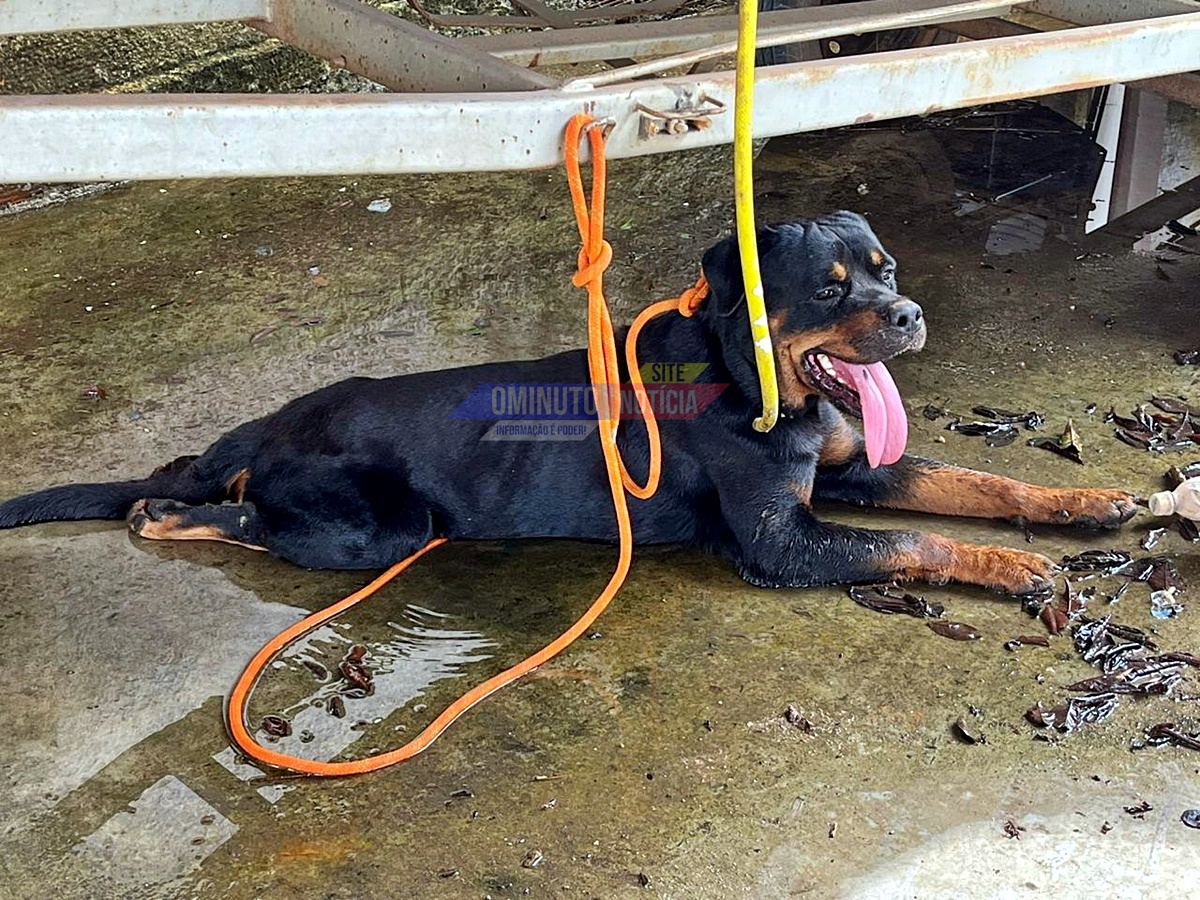 Cães invadem residência, matam animais e deixam pet gravemente ferido em Jaru