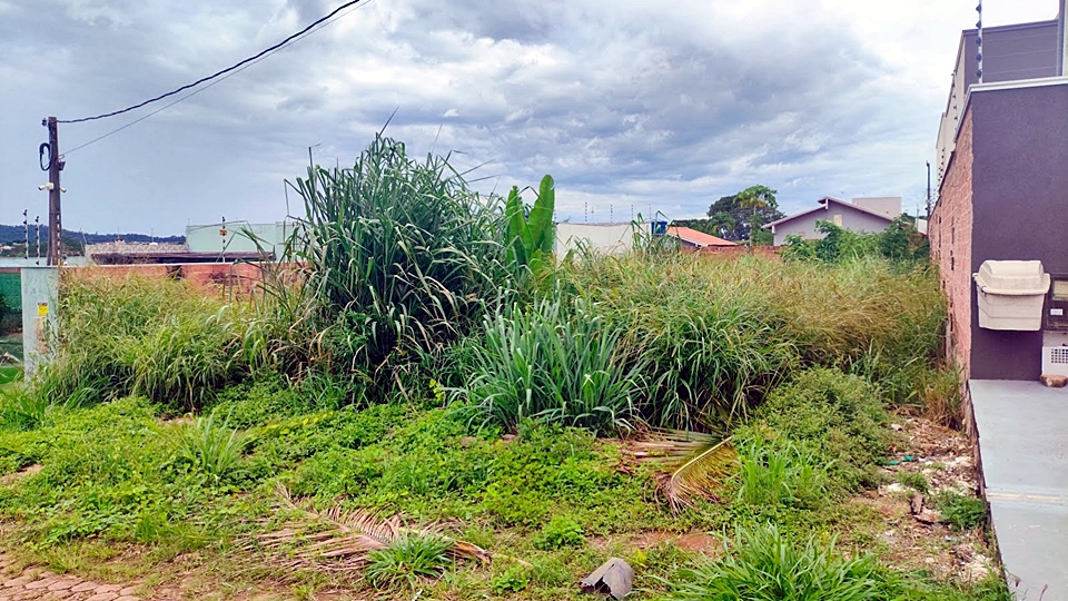 Terrenos tomados pelo mato preocupam moradores no bairro Morada do Bosque, em Cacoal