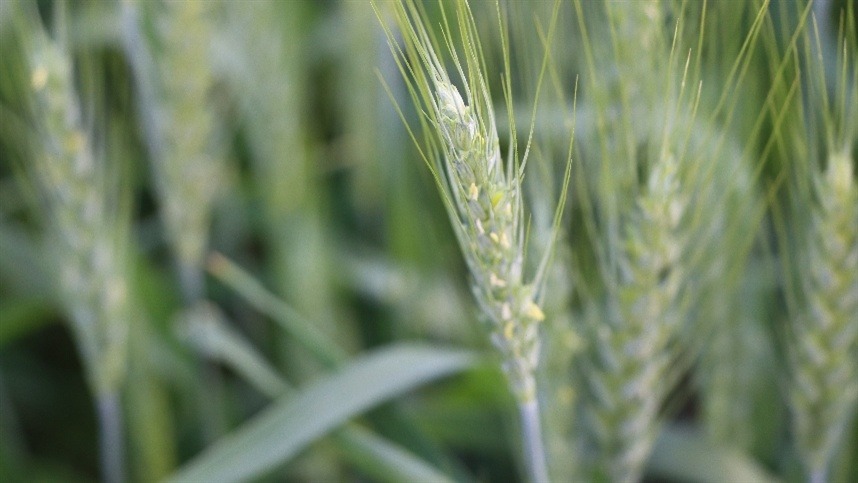 Safra avança, porém mercado continua pressionando