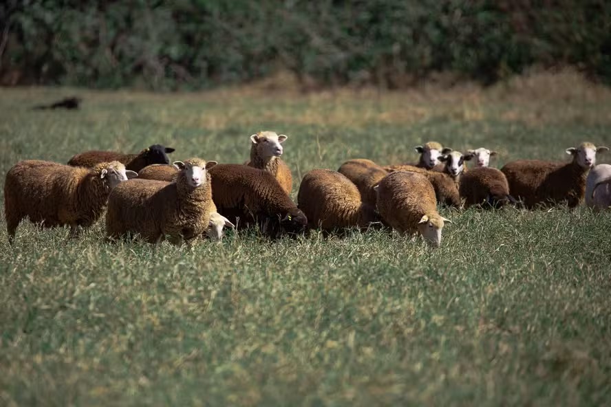 Transferências de ovinos avançam 6,5% no país