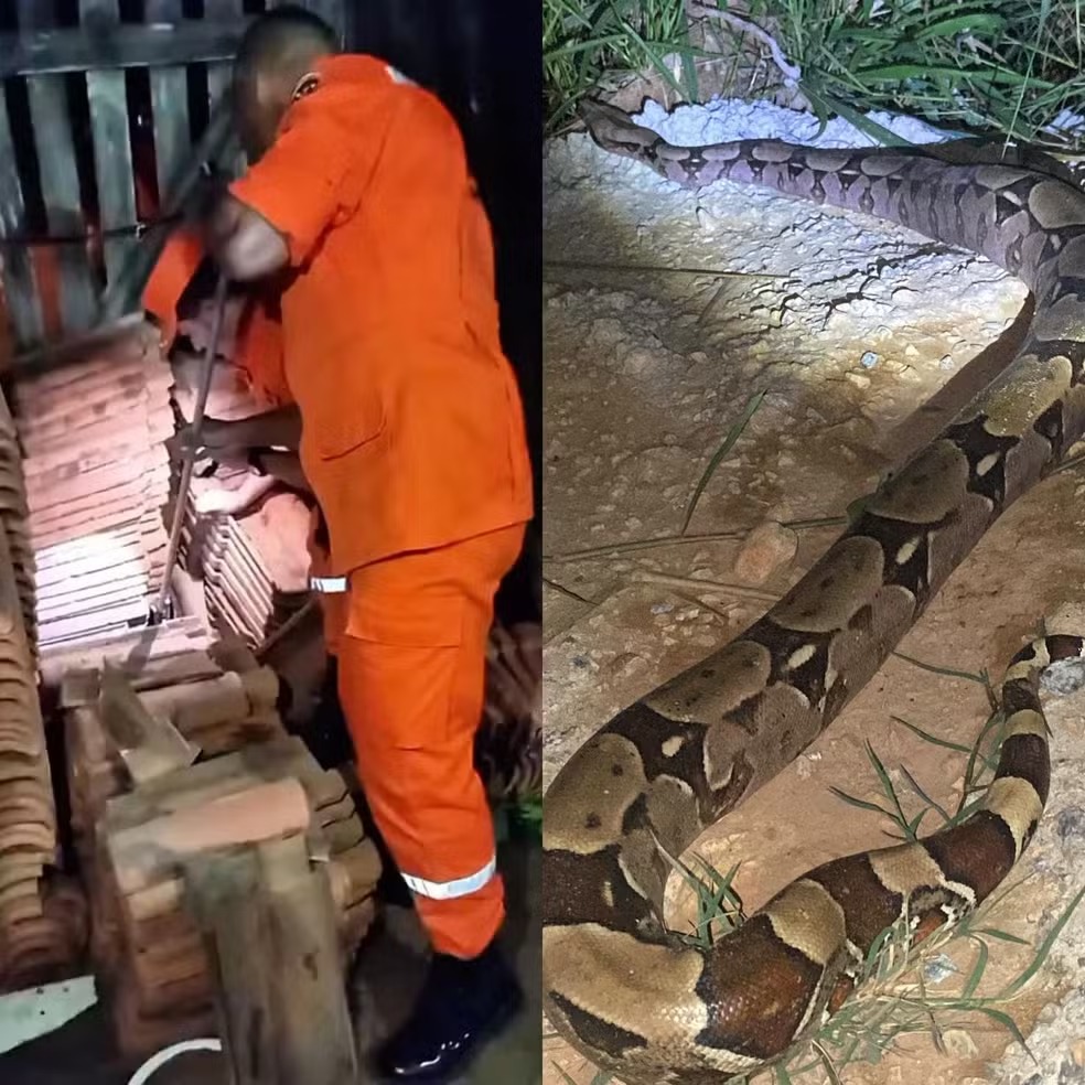 Cobra é encontrada entre telhas em área urbana