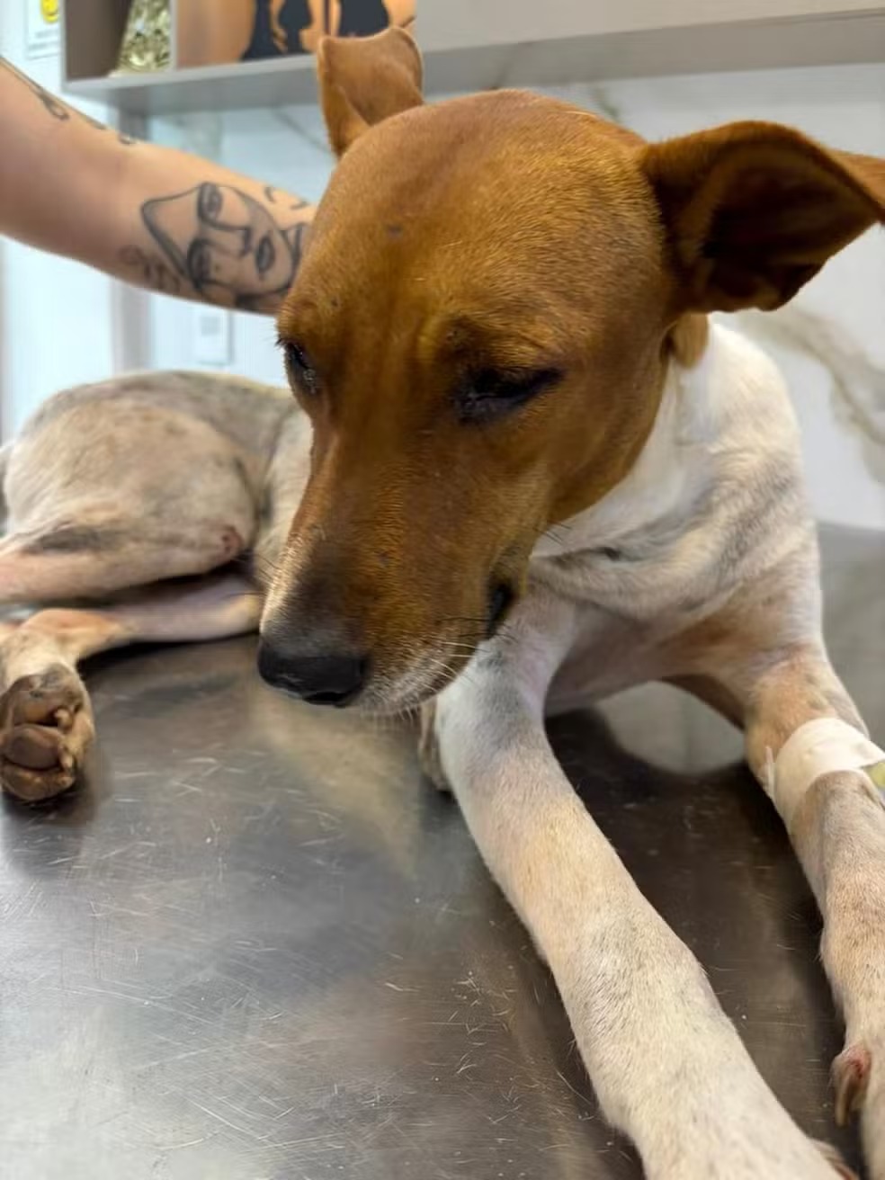 Polícia investiga morte de animal após maus-tratos