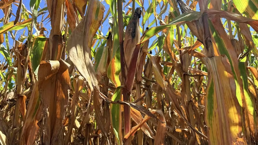 Novo modelo de seguro rural terá gasto maior