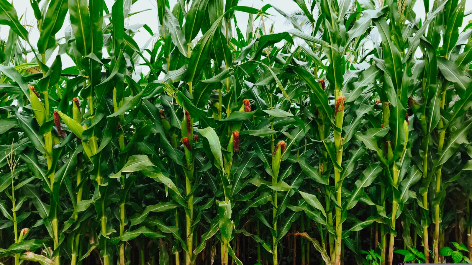 Produtores apostam no solo para enfrentar desafios