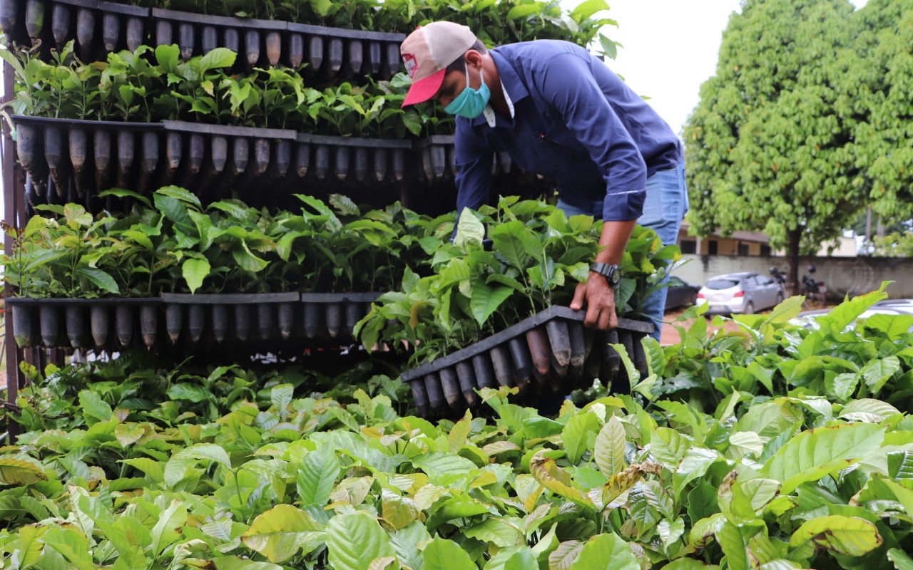 Rondônia incentiva produção de café com entrega de mudas