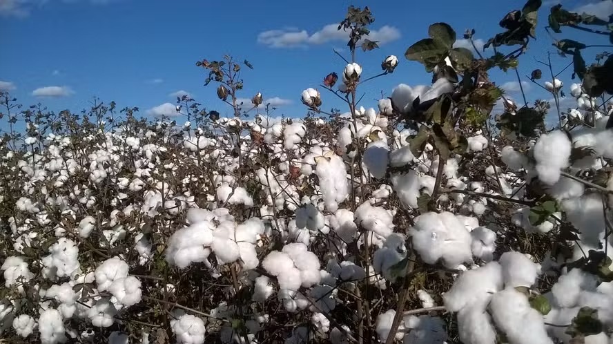 Brasil negocia maior cooperação com Índia em algodão