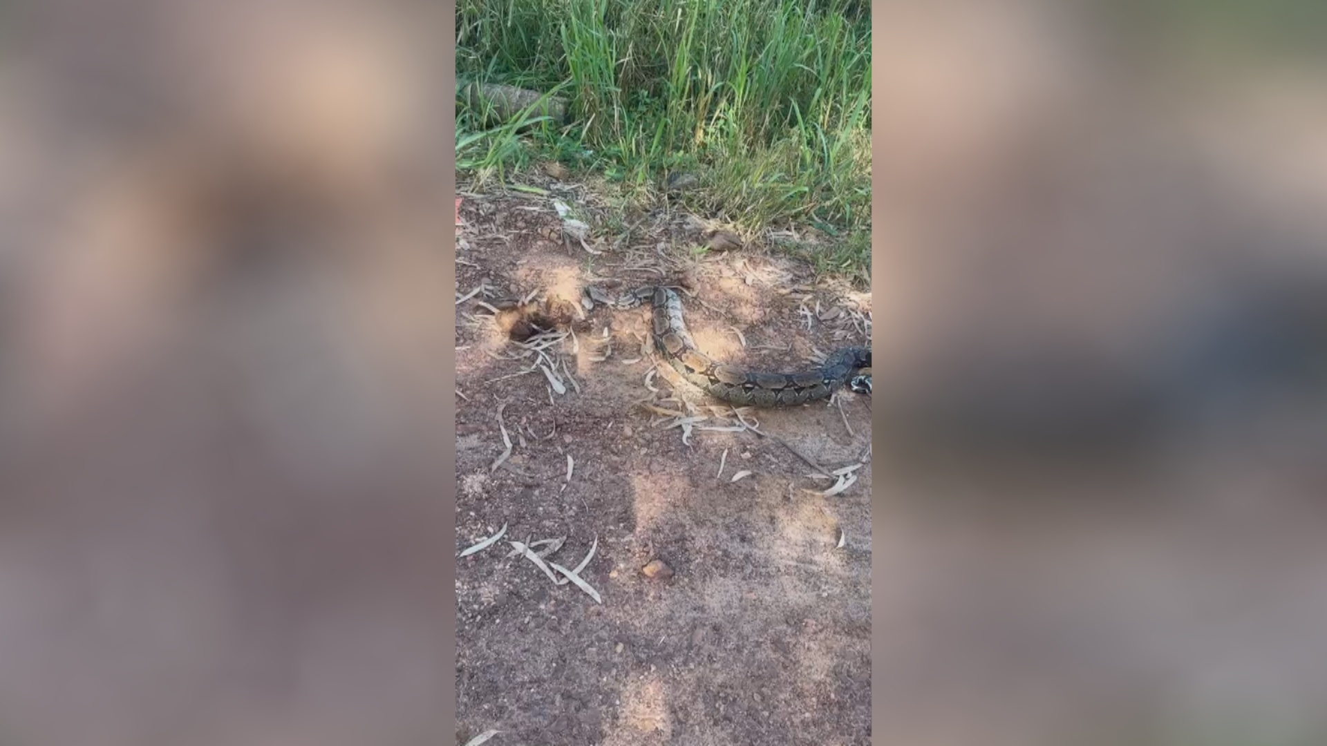 Terreno abandonado no Jardim Paris gera revolta de moradores em Cacoal