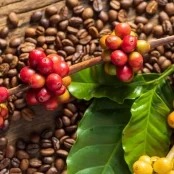 Mercado de café mantém tendência de baixa