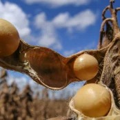 Mercado de soja recua acompanhando farelo e tarifas americanas