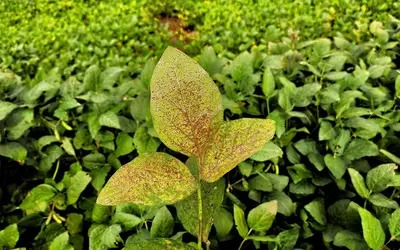 Novo canal do Mapa reforça controle e prevenção de pragas no país