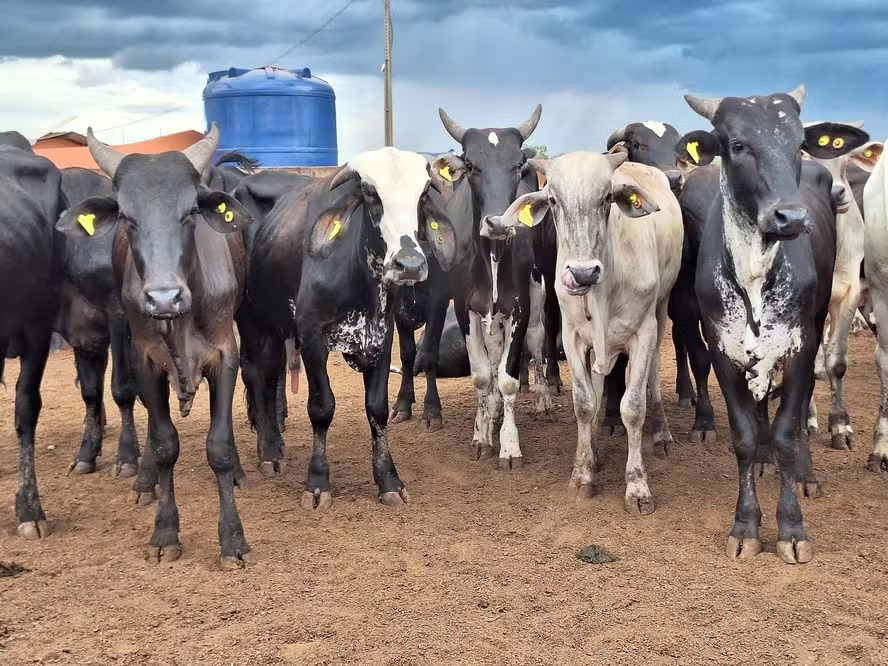 Preço do boi gordo mantém estabilidade no país