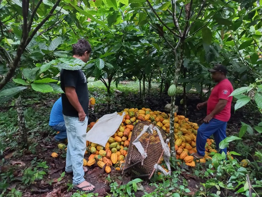 Produtores de cacau podem receber novas medidas de apoio