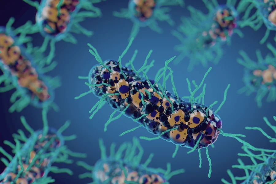 Bactéria do solo é analisada como possível terapia