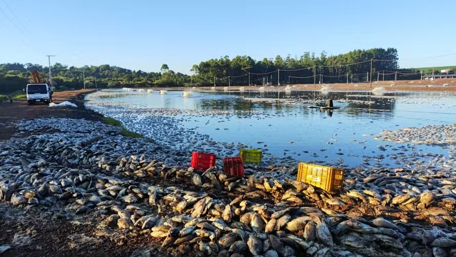 Reservatório no Paraná registra mortandade de peixes