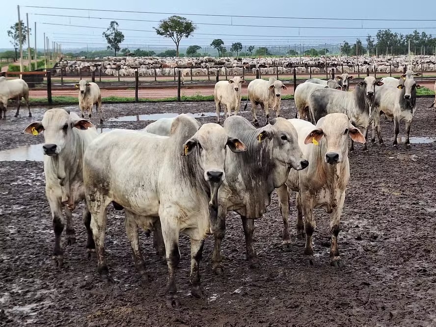 Boi gordo alcança maior cotação no estado paulista