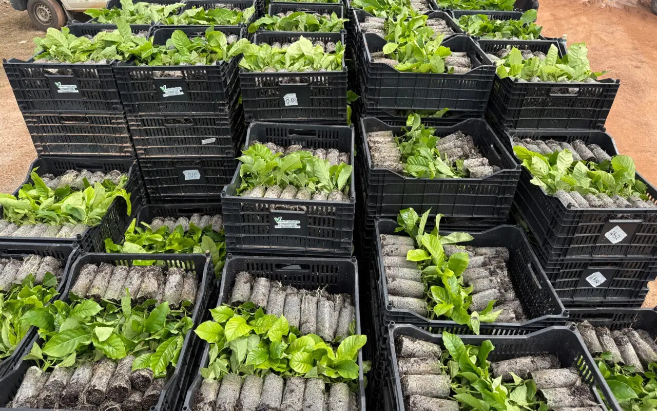 Cafeeicultura avança com orientação especializada no Guaporé