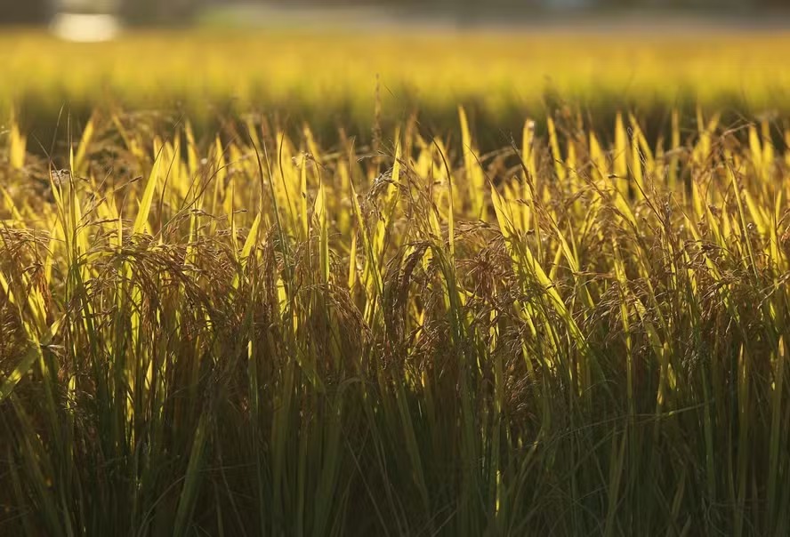 Produtores cobram medidas para enfrentar crise no setor