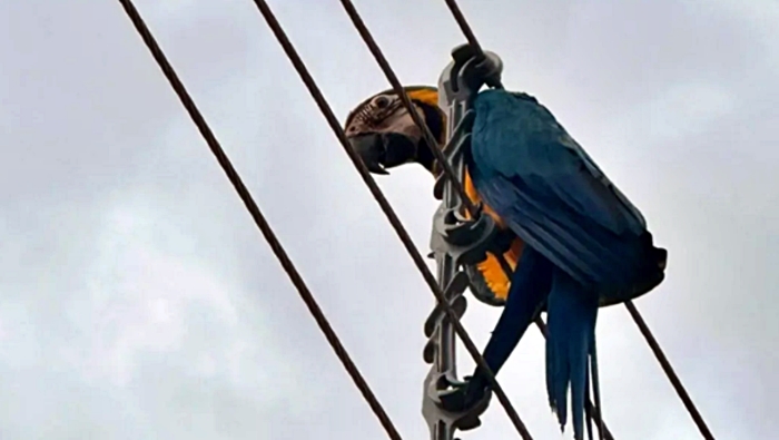 Arara-azul é resgatada após ficar presa em fios de alta tensão em Espigão do Oeste