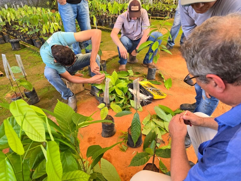 Jaru distribui até 500 mudas de cacau