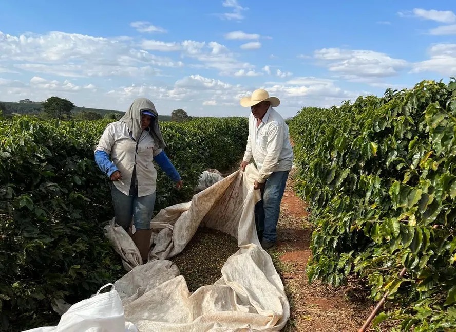 Café valoriza em NY mesmo com safra próxima no Brasil