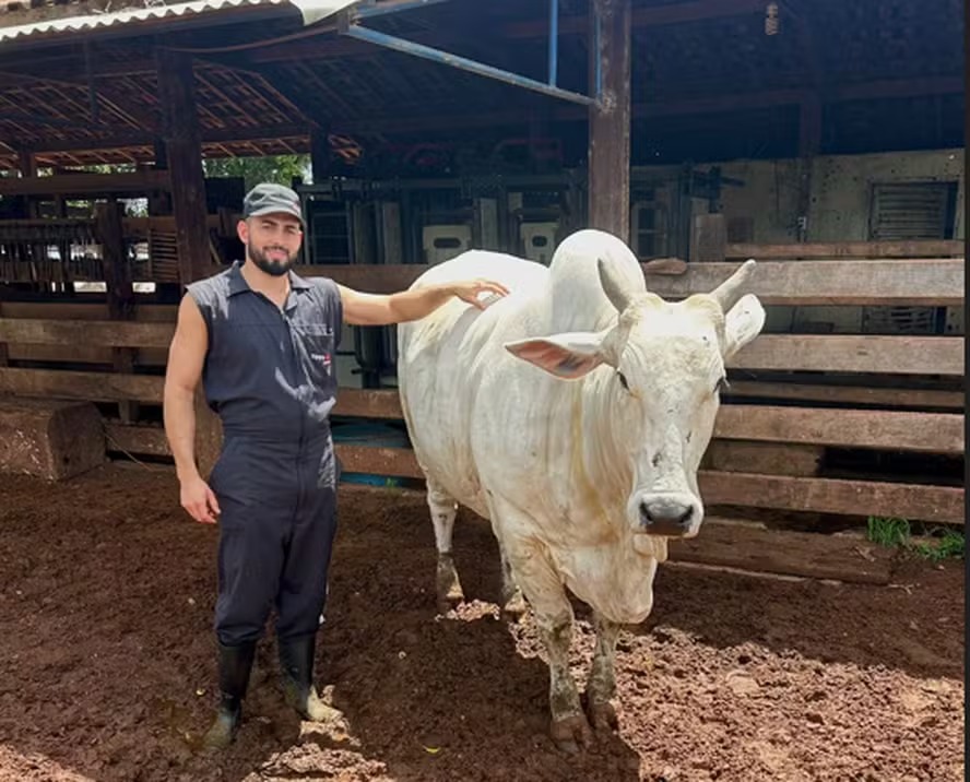 Vaca bate recorde com 724 oócitos em única aspiração