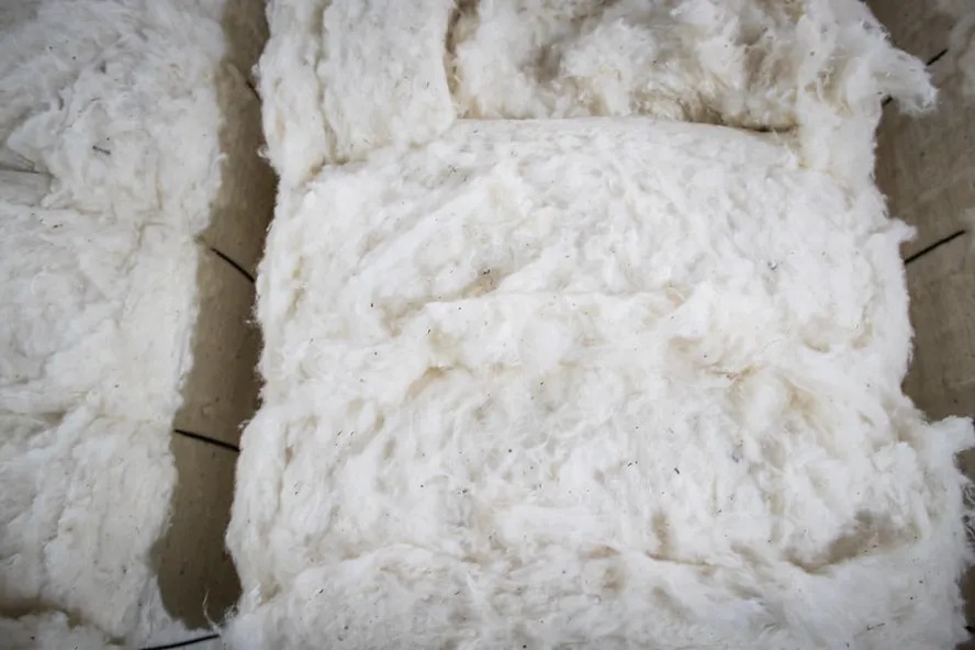 Algodão valorizado no exterior sustenta mercado interno