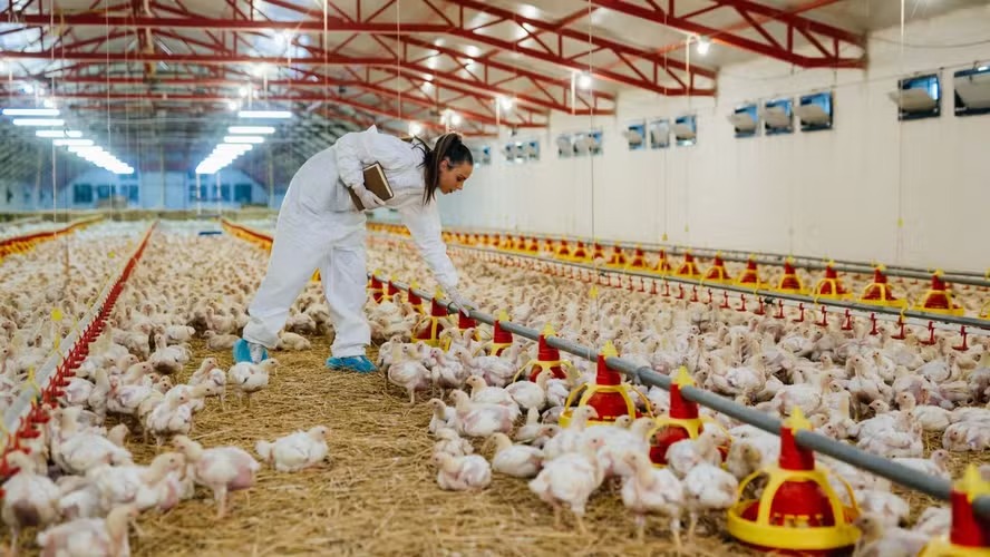 Autoridades prorrogam medidas emergenciais contra gripe aviária
