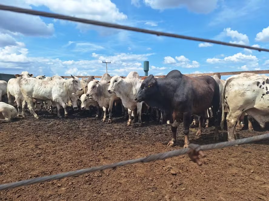 Boi gordo registra estabilidade nas regiões pecuárias