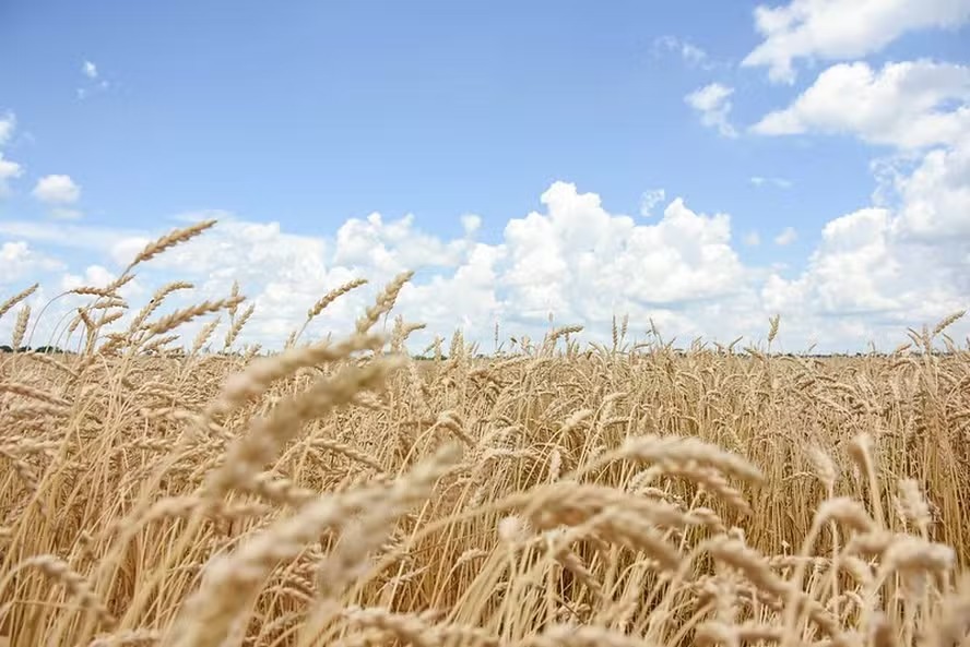 Trigo avança com corte na estimativa de plantio nos EUA