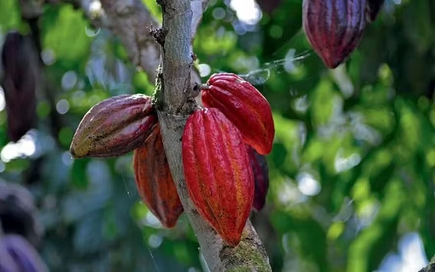 Cacau sobe mais de 4% com clima adverso nas lavouras