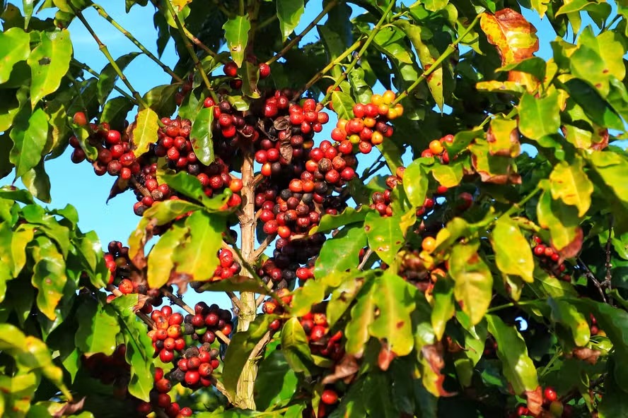 Café arábica se valoriza e robusta perde preço em março