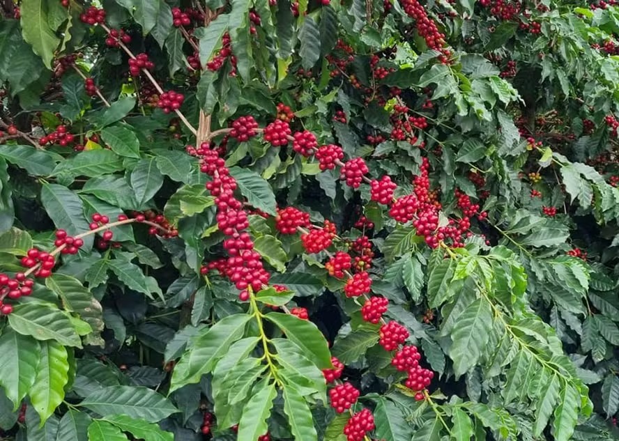 Valorização do real influencia cotação do café