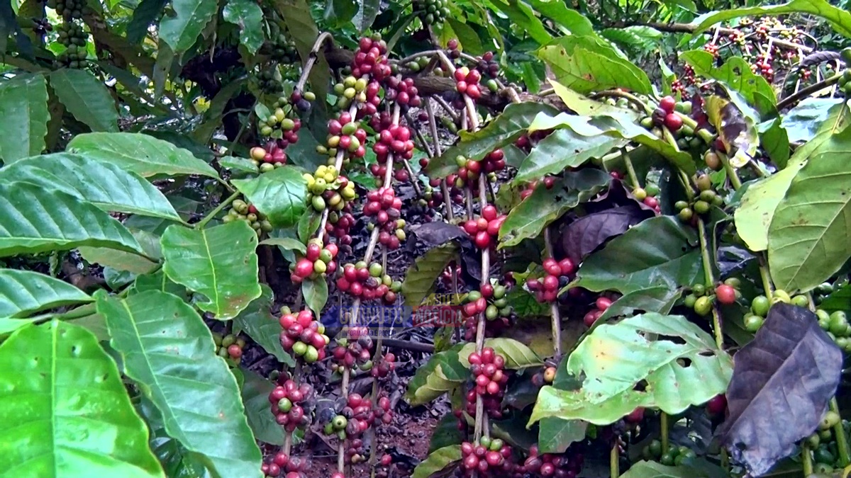 Café de Rondônia alcança safra histórica, mas enfrenta pressão de preços e riscos internacionais