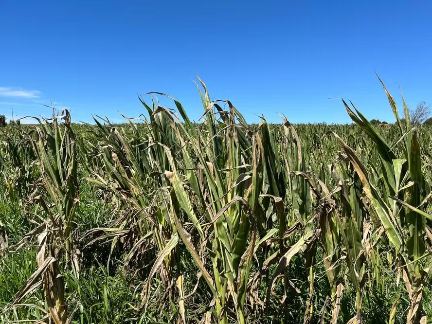 Safra do milho sofre com condições climáticas no Brasil