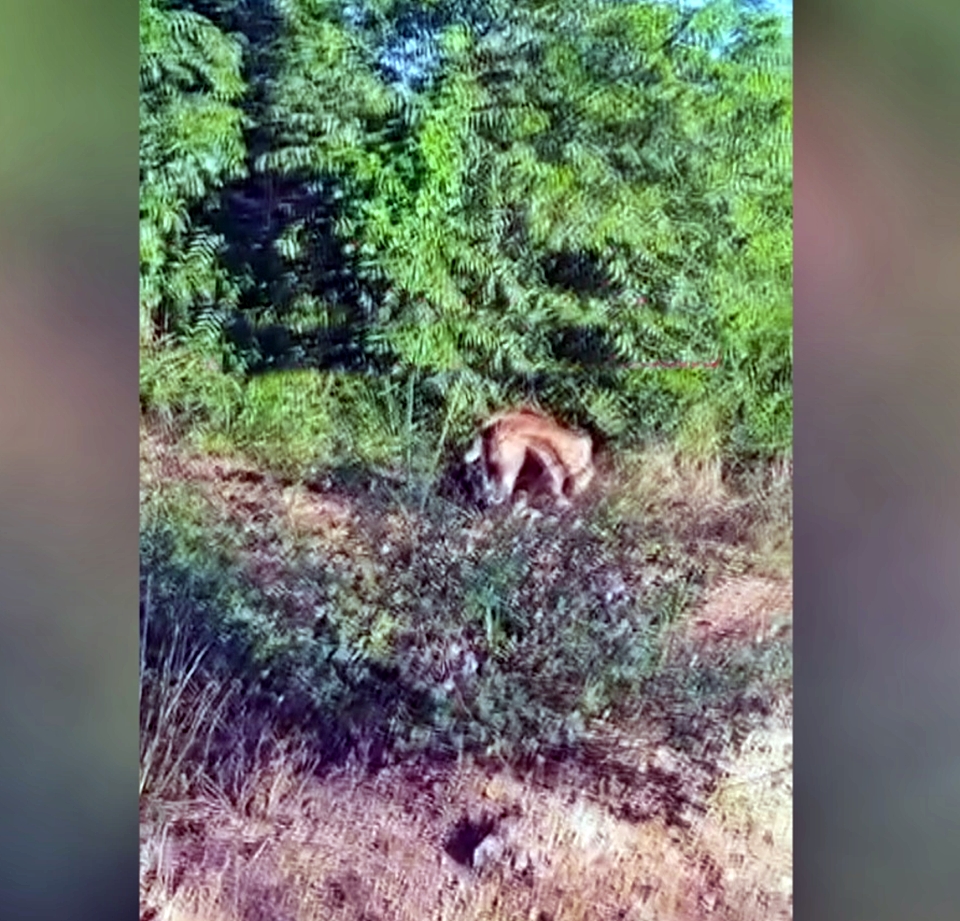 Cavalo é encontrado abandonado na Linha 06, em Cacoal