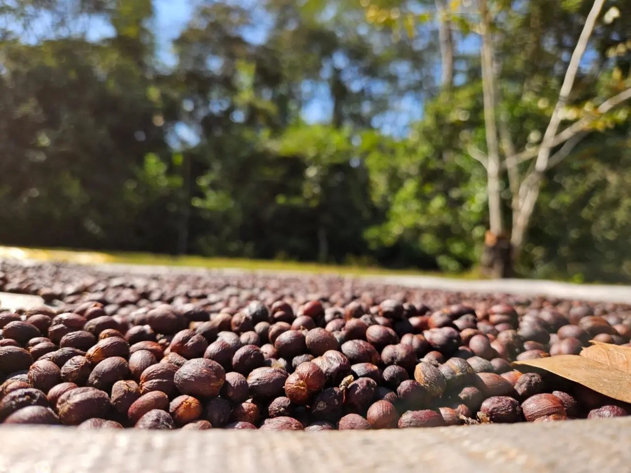 Produção de café sustentável coloca Matas de Rondônia em evidência no Brasil