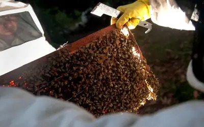 Mudança do Conama regula transporte de abelhas em áreas desmatadas