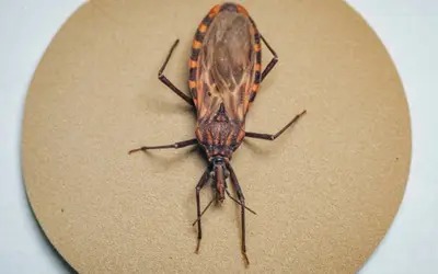 Vigilância da Doença de Chagas recebe R$ 12 milhões em 155 municípios