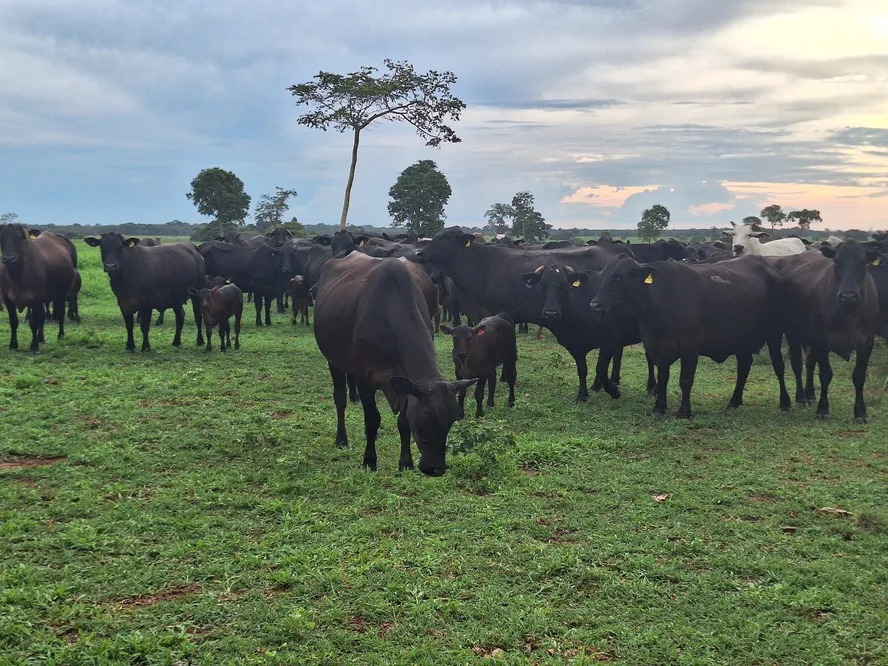 Boi gordo registra estabilidade de preços em grande parte do país