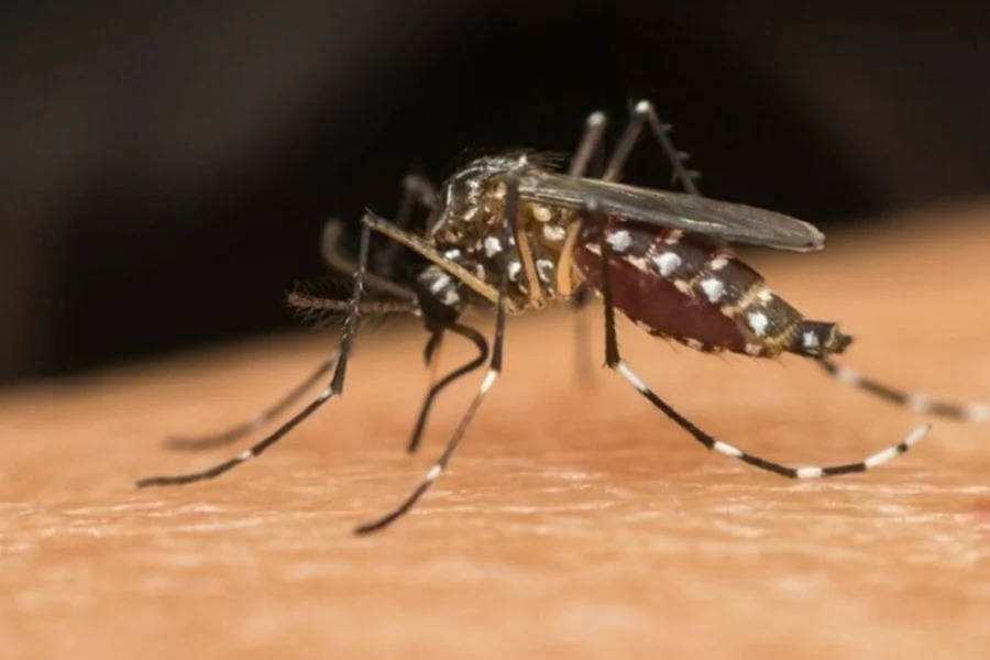 Cientistas brasileiros investigam ligação entre dengue e Guillain-Barré