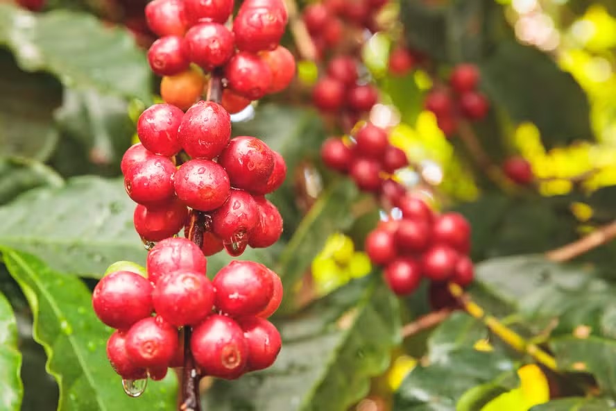Café, cacau, açúcar e suco de laranja sobem na bolsa de Nova York