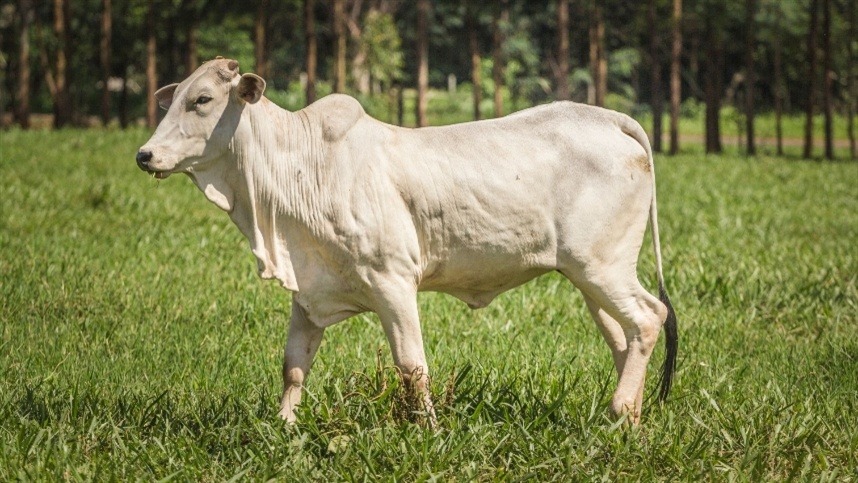 Semana começa com cotações estáveis para o boi gordo
