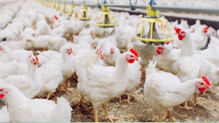 Nova abordagem surge como virada de chave para granjas modernas