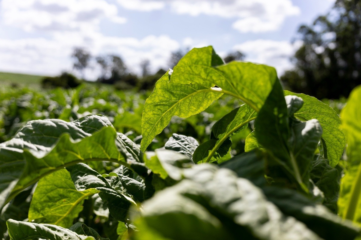 Evento debate futuro do tabaco com atenção voltada ao trabalhador