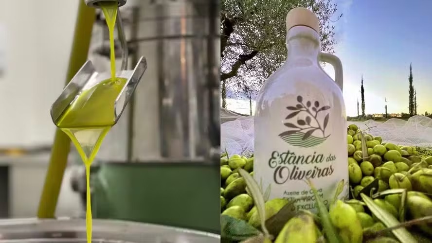 Azeite brasileiro é premiado com pontuação máxima no exterior