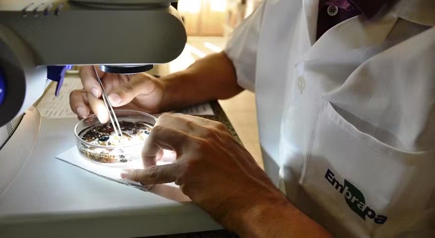 Embrapa reforça protagonismo e atinge 16% do PIB do agro em 2025